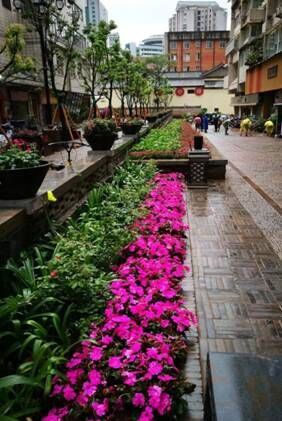 缤纷花卉   扮亮春城老街 中国科学网www.minimouse.com.cn