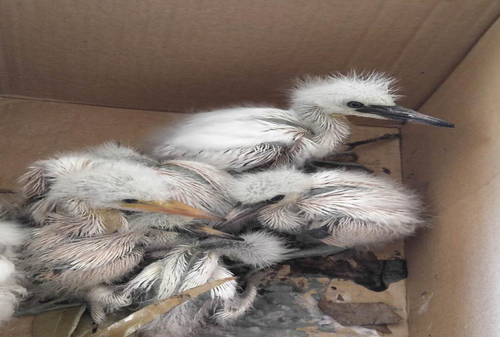 森林公安五华分局救助8只离开鸟巢的小雏鸟 中国科学网www.minimouse.com.cn