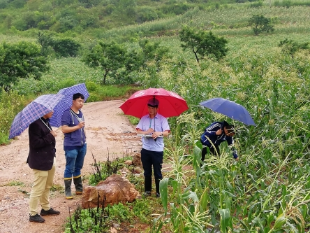 五华区农林局及时开展农作物灾情调查及服务指导工作 中国科学网www.minimouse.com.cn