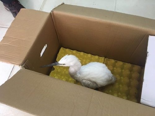 森林公安五华分局及时救助三有动物白鹭一只 中国科学网www.minimouse.com.cn