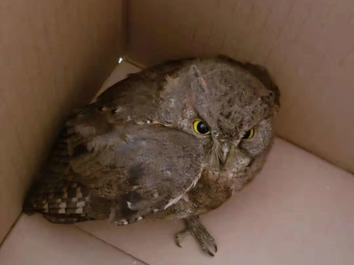 森林公安五华分局及时救助猫头鹰 中国科学网www.minimouse.com.cn 森林公安五华分局及时救助猫头鹰 中国科学网www.minimouse.com.cn