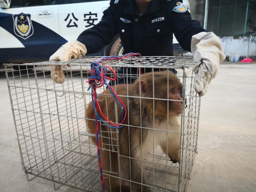 森林公安局五华分局救助一只猕猴 中国科学网www.minimouse.com.cn