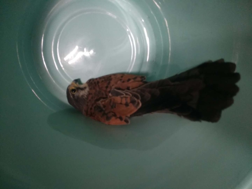 森林公安局五华分局救助一只红隼 中国科学网www.minimouse.com.cn