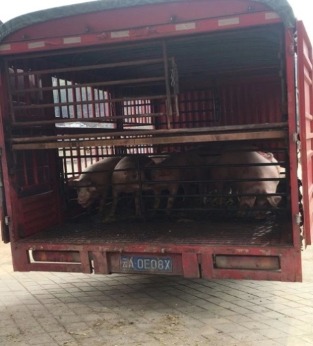 五华区环境监察大队持续开展无序生猪养殖清理整治工作 中国科学网www.minimouse.com.cn