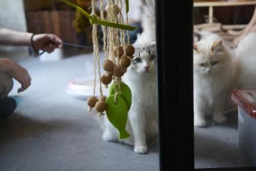 撸猫、解密……在这里逃离虚拟世界，享受实景娱乐 中国科学网www.minimouse.com.cn