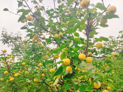 助推乡村振兴战略，五华农村“硕果累累” 中国科学网www.minimouse.com.cn