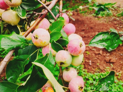 助推乡村振兴战略，五华农村“硕果累累” 中国科学网www.minimouse.com.cn