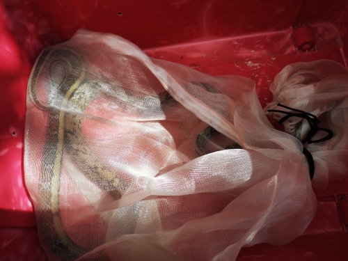 自然资源公安五华分局民警救助做客居民家中的菜花蛇 中国科学网www.minimouse.com.cn 自然资源公安五华分局民警救助做客居民家中的菜花蛇 中国科学网www.minimouse.com.cn