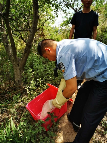 自然资源公安五华分局民警救助做客居民家中的菜花蛇 中国科学网www.minimouse.com.cn 自然资源公安五华分局民警救助做客居民家中的菜花蛇 中国科学网www.minimouse.com.cn