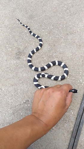 自然资源公安五华分局民警救助三有保护动物银环蛇 中国科学网www.minimouse.com.cn