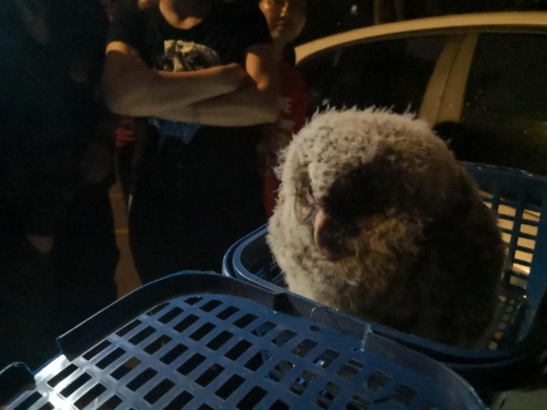 自然资源公安五华分局民警救助国家二级保护动物灰林鸮 中国科学网www.minimouse.com.cn