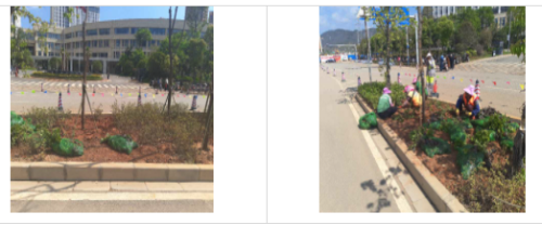 五华区住建局：关于西北片区沙河路、沙河北路等五条道路绿化整改的情况专报（第一期） 中国科学网www.minimouse.com.cn