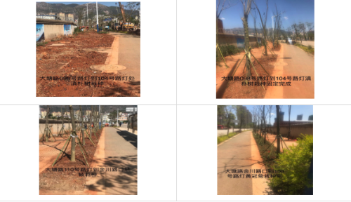 五华区住建局：关于西北片区沙河路、沙河北路等五条道路绿化整改的情况专报（第一期） 中国科学网www.minimouse.com.cn