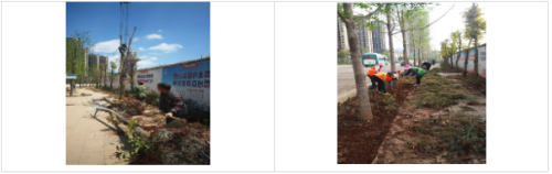 五华区住建局：关于西北片区沙河路、沙河北路等五条道路绿化整改的情况专报（第一期） 中国科学网www.minimouse.com.cn