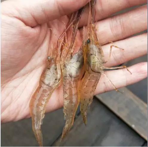 预告 | 农博会来了，五华展区等你来“盘”！ 中国科学网www.minimouse.com.cn