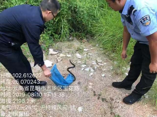 自然资源公安局五华分局救助一条黑眉锦蛇 中国科学网www.minimouse.com.cn