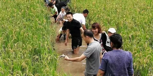 乡村振兴工作考核排主城第一，五华区力争把厂口建成花卉小镇 中国科学网www.minimouse.com.cn