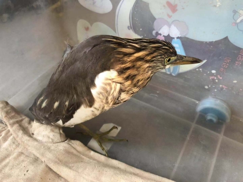 森林公安五华分局对受伤动物进行救助 中国科学网www.minimouse.com.cn 森林公安五华分局对受伤动物进行救助 中国科学网www.minimouse.com.cn