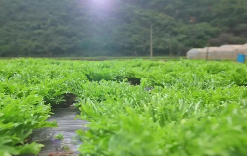 品味天然，留住乡愁，五华区着力打造“绿色食品牌” 中国科学网www.minimouse.com.cn