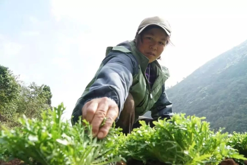 品味天然，留住乡愁，五华区着力打造“绿色食品牌” 中国科学网www.minimouse.com.cn