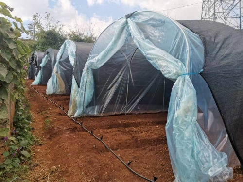 引进科学种植技术       推进乡村经济发展 中国科学网www.minimouse.com.cn