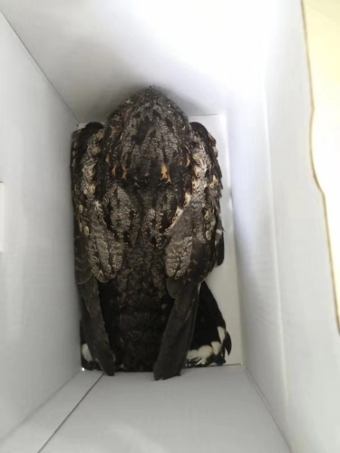 森林公安五华分局救助一只受伤的夜鹰 中国科学网www.minimouse.com.cn 森林公安五华分局救助一只受伤的夜鹰 中国科学网www.minimouse.com.cn