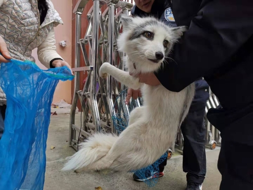 森林公安五华分局救助一只狐狸 中国科学网www.minimouse.com.cn