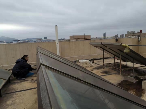 森林公安五华分局救助一只狐狸 中国科学网www.minimouse.com.cn