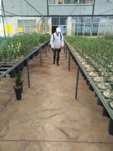 五华区西翥兰花种植协会开展疫情防控工作 中国科学网www.minimouse.com.cn