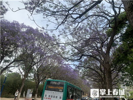 蓝花楹主题雪糕来了！2020年蓝花楹网络文化节启动啦 中国科学网www.minimouse.com.cn