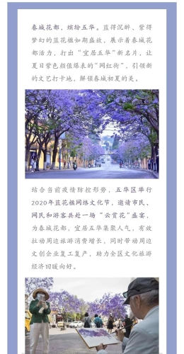 绽放蓝花楹 助推五华高质量发展 中国科学网www.minimouse.com.cn