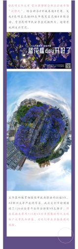 绽放蓝花楹 助推五华高质量发展 中国科学网www.minimouse.com.cn