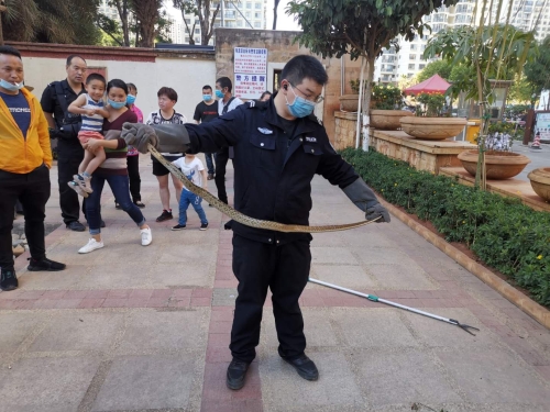 昆明市森林公安局五华分局救助一条黑眉锦蛇 中国科学网www.minimouse.com.cn