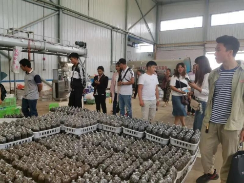 五华区引入食用菌栽培技术推动农业产业转型 中国科学网www.minimouse.com.cn