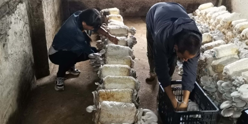 三牌同揭 助力乡村振兴 中国科学网www.minimouse.com.cn 三牌同揭 助力乡村振兴 中国科学网www.minimouse.com.cn