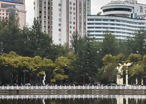海鸥来啦！请收下这份翠湖观鸥最新攻略！ 中国科学网www.minimouse.com.cn