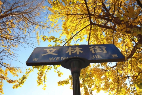 冬到文林街 烂漫不止于色彩 中国科学网www.minimouse.com.cn