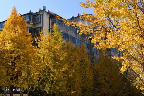 冬到文林街 烂漫不止于色彩 中国科学网www.minimouse.com.cn