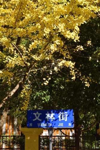 冬到文林街 烂漫不止于色彩 中国科学网www.minimouse.com.cn