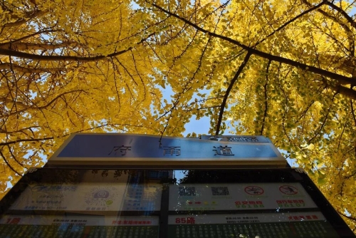 冬到文林街 烂漫不止于色彩 中国科学网www.minimouse.com.cn