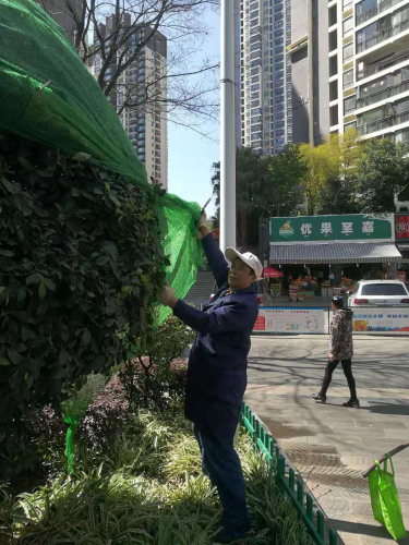 社区组织物管公司拆除园林绿化植物冬季防寒防冻设施 中国科学网www.minimouse.com.cn