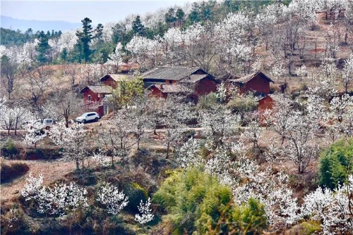 五华西翥赏花节开幕 陡普鲁千亩梨园邀您与春天约会 中国科学网www.minimouse.com.cn