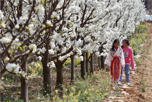 五华西翥赏花节开幕 陡普鲁千亩梨园邀您与春天约会 中国科学网www.minimouse.com.cn