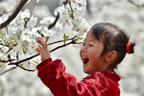 五华西翥赏花节开幕 陡普鲁千亩梨园邀您与春天约会 中国科学网www.minimouse.com.cn