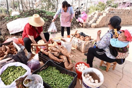 五华西翥赏花节开幕 陡普鲁千亩梨园邀您与春天约会 中国科学网www.minimouse.com.cn