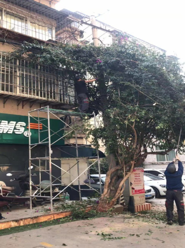 大观街道︱富春社区结合“未诉先办”机制清理杂乱枝蔓,确保居民居住环境 中国科学网www.minimouse.com.cn