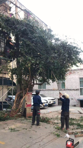 大观街道︱富春社区结合“未诉先办”机制清理杂乱枝蔓,确保居民居住环境 中国科学网www.minimouse.com.cn
