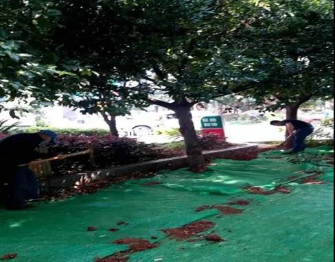 红云街道：提升基层网格治理水平 共建共享绿色生态家园 中国科学网www.minimouse.com.cn