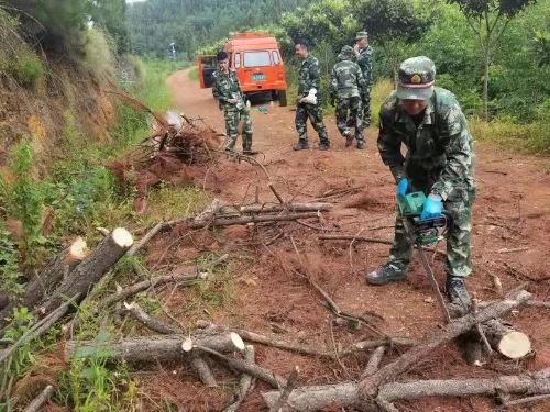 普吉街道：排查清理枯死松树，确保林区生态安全 中国科学网www.minimouse.com.cn