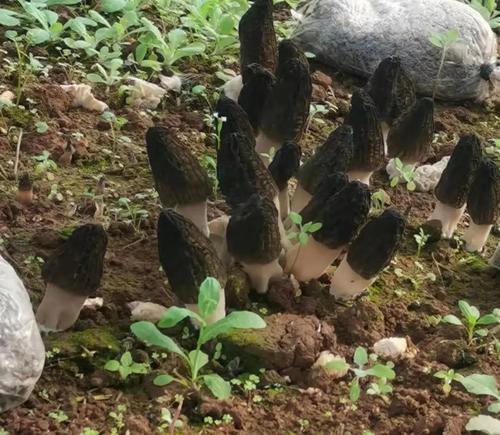 乡村振兴看西翥 五华让广大农民生活更加美好 中国科学网www.minimouse.com.cn 乡村振兴看西翥 五华让广大农民生活更加美好 中国科学网www.minimouse.com.cn